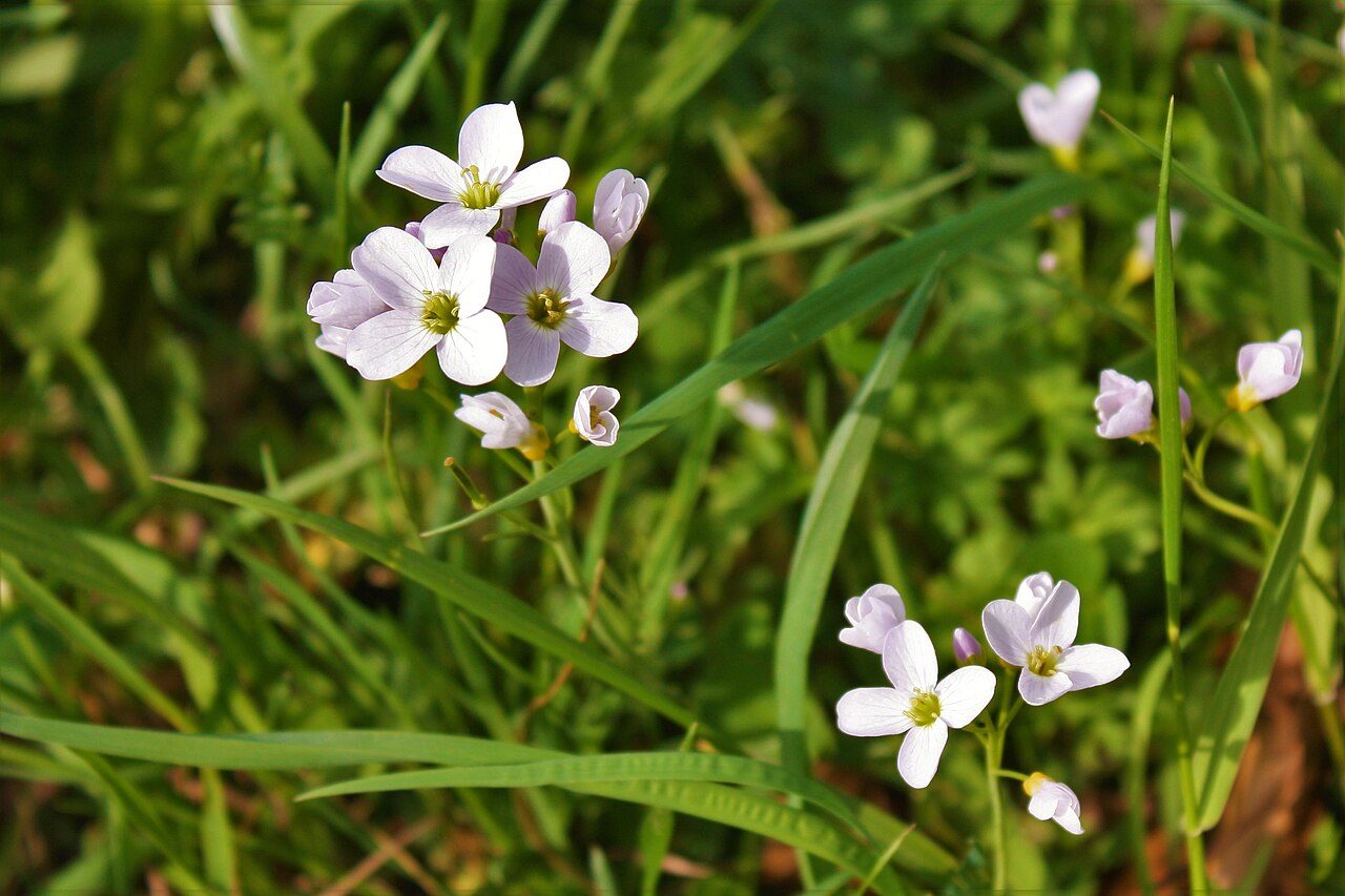 Cardamine des prés 2
