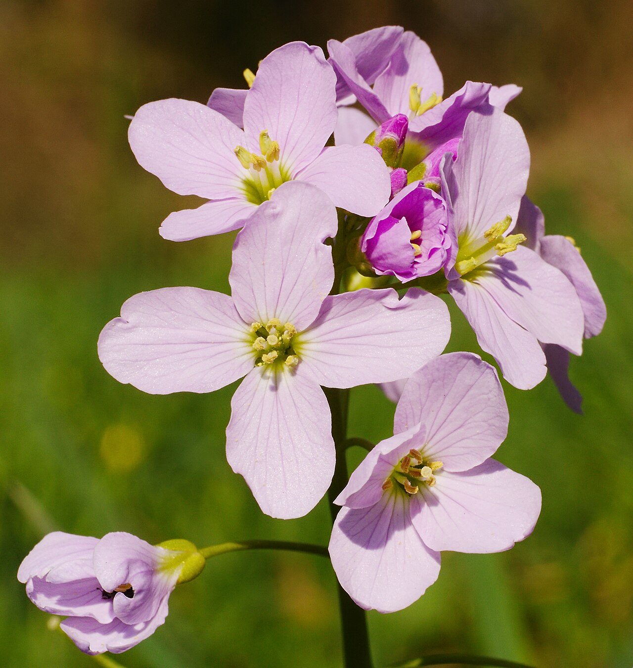 Cardamine des prés