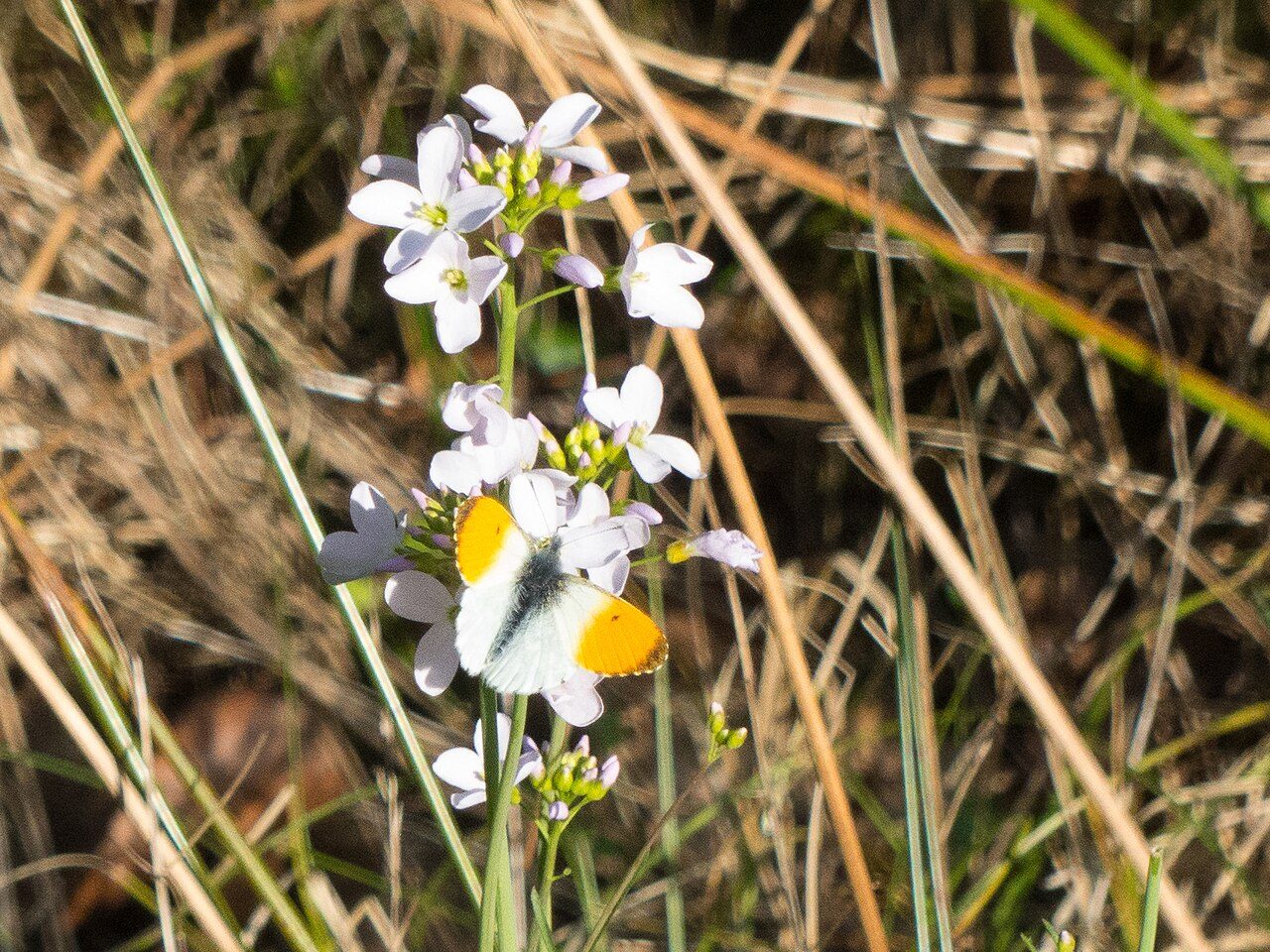 Cardamine des prés 3