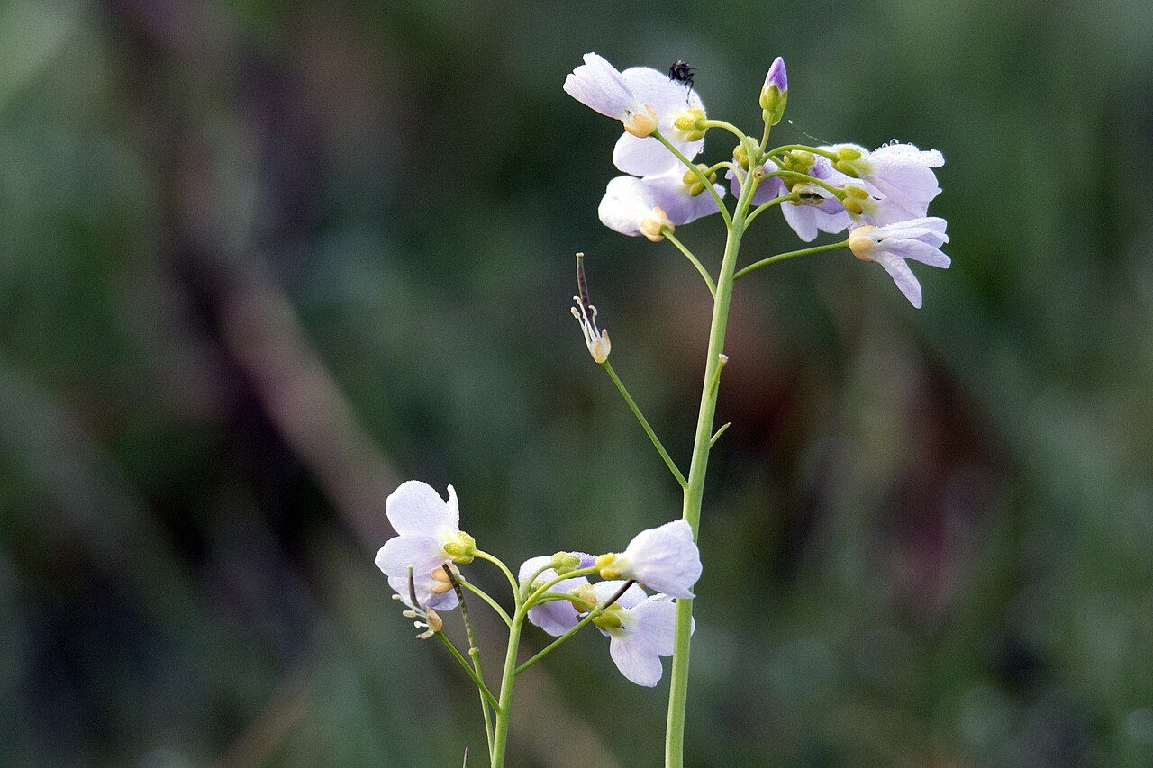 Cardamine des prés 4