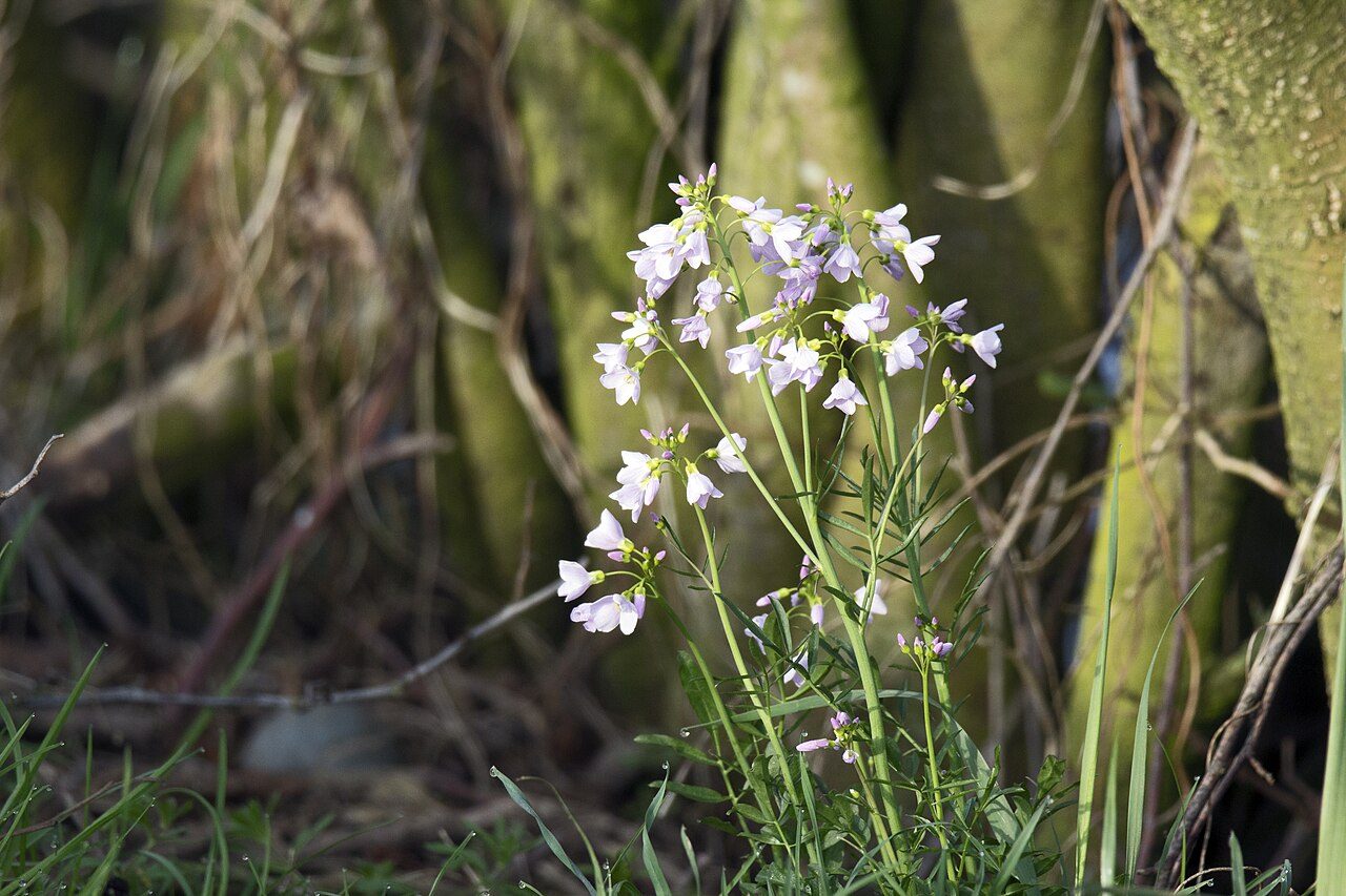 Cardamine des prés 6