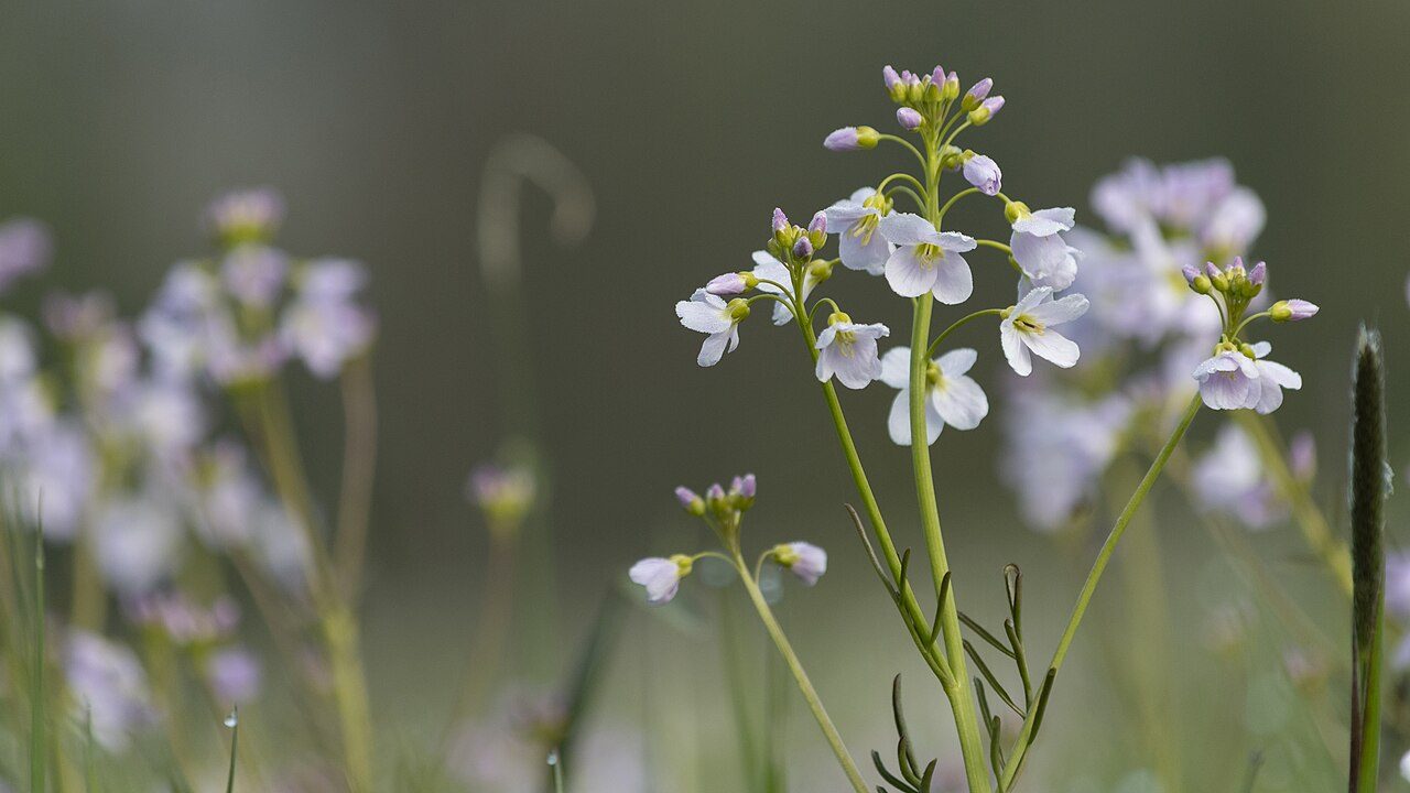 Cardamine des prés 5