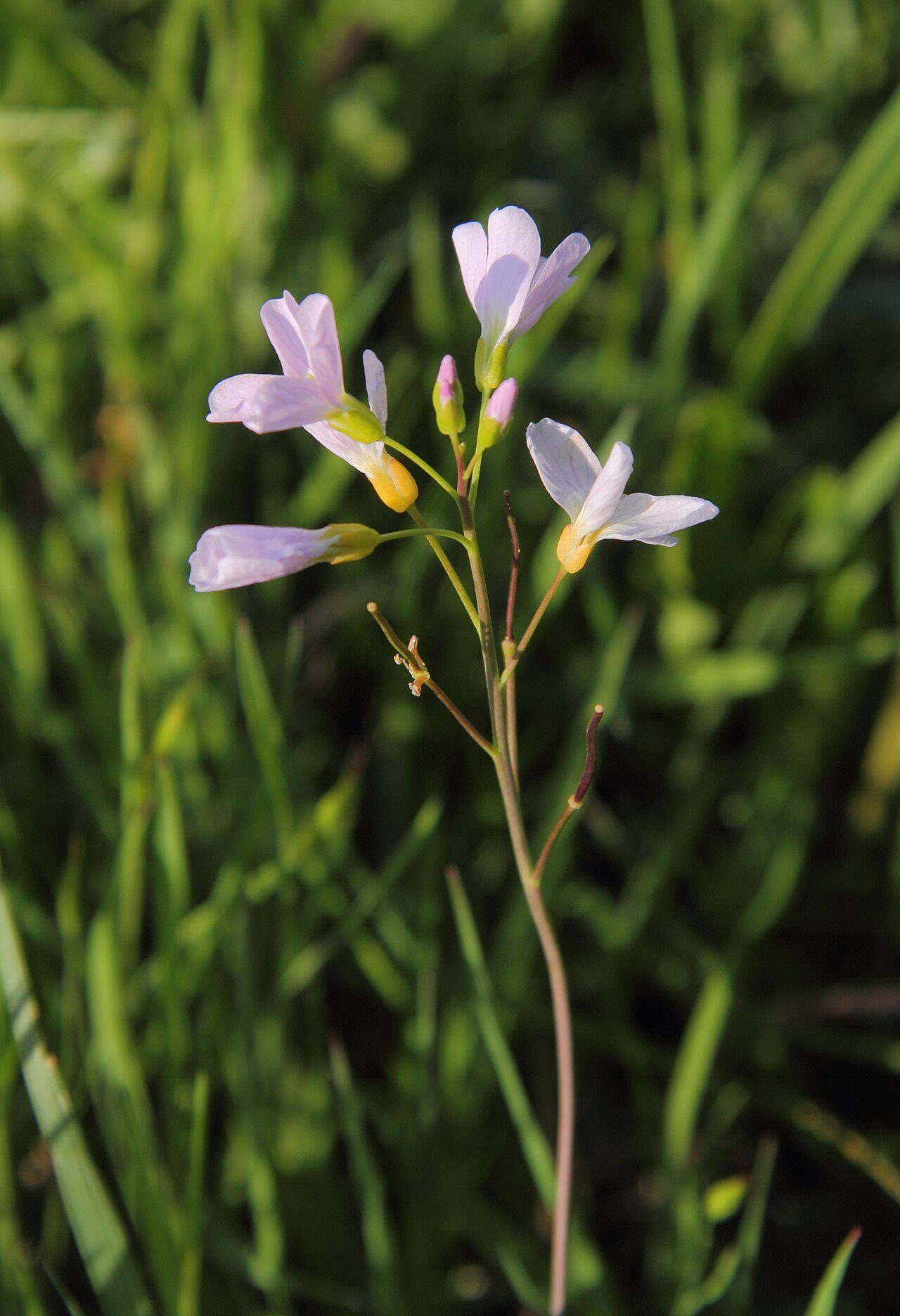 Cardamine des prés 7