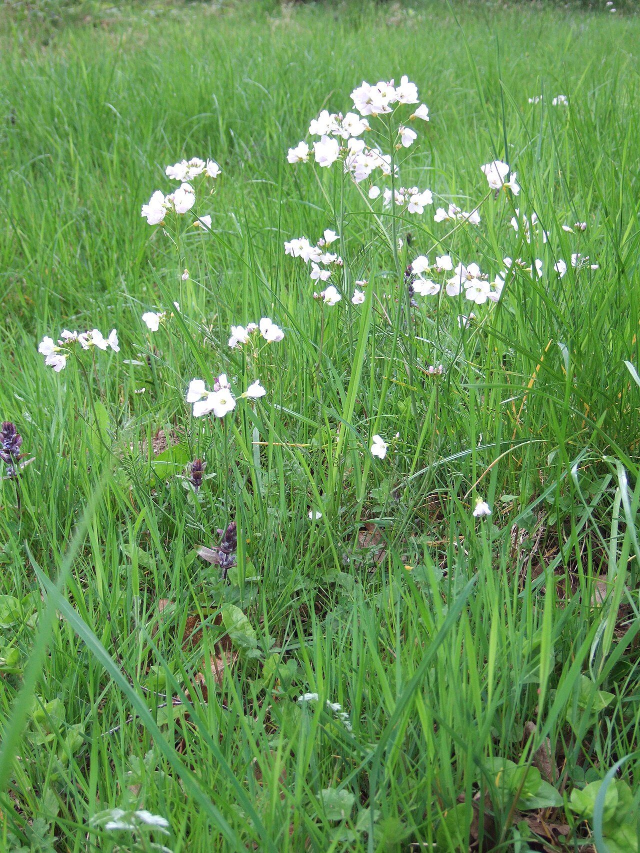 Cardamine des prés 8