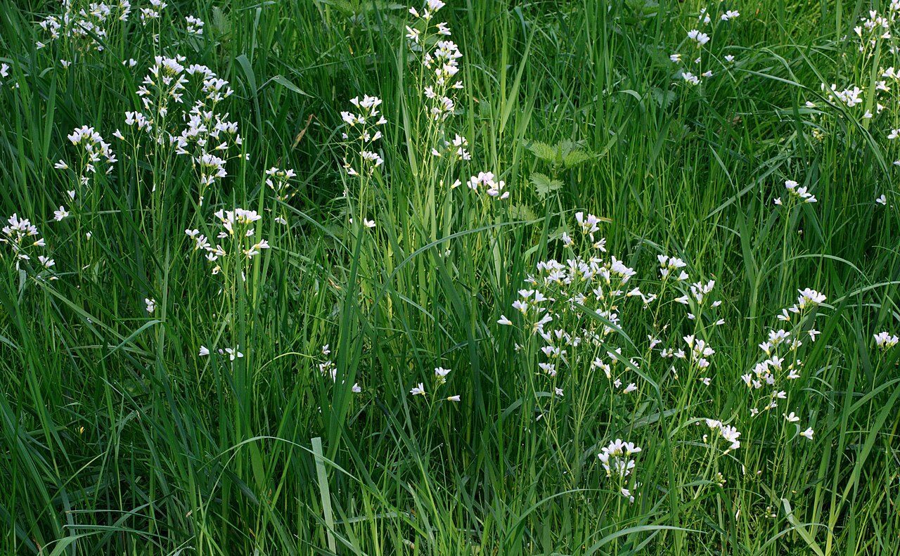 Cardamine des prés 9