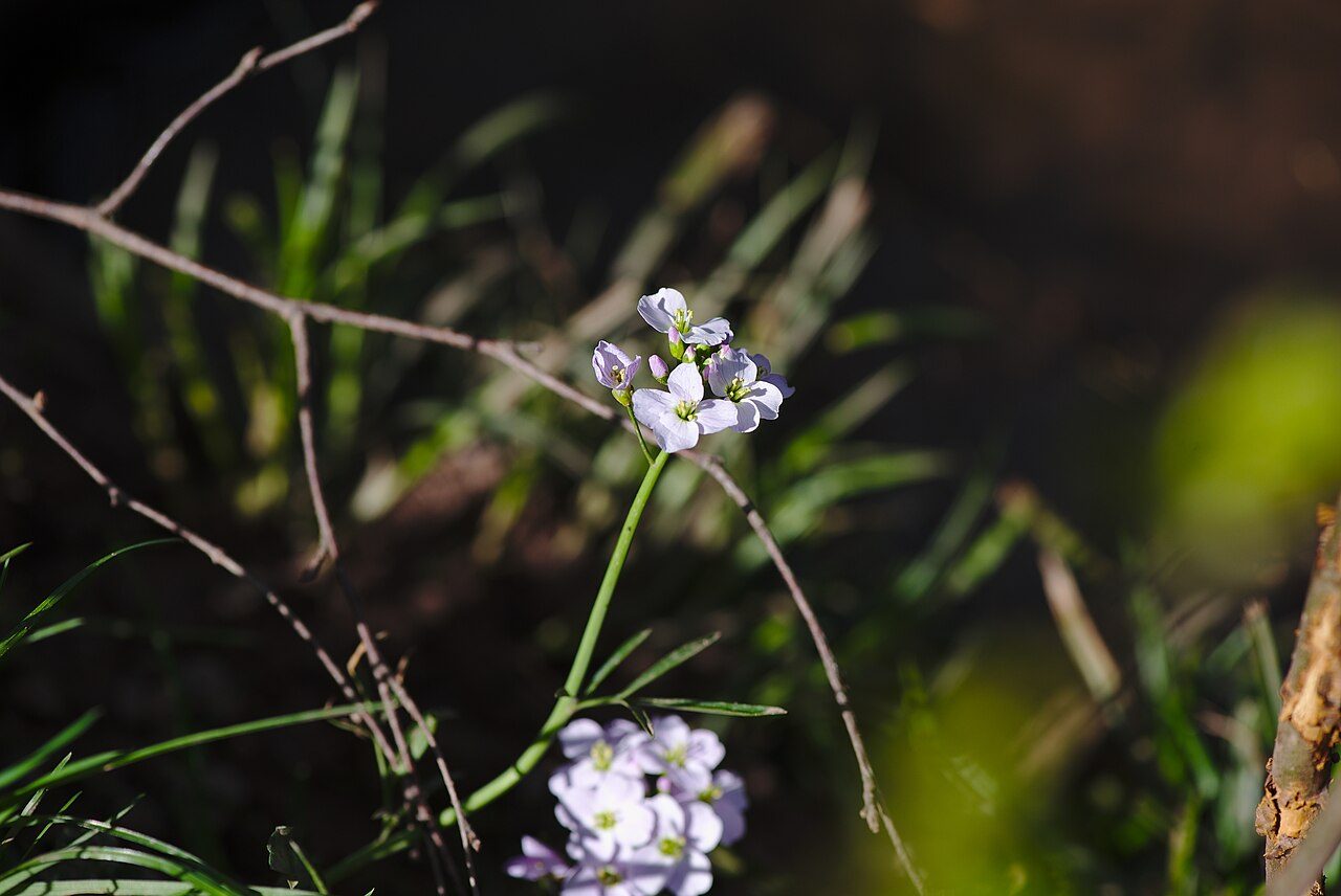 Cardamine des prés 10
