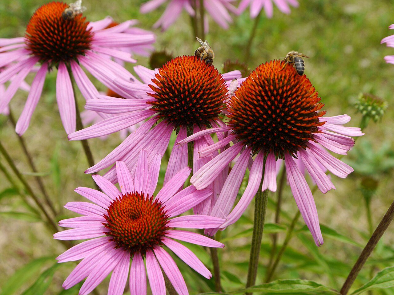 Echinacea purpurea 2
