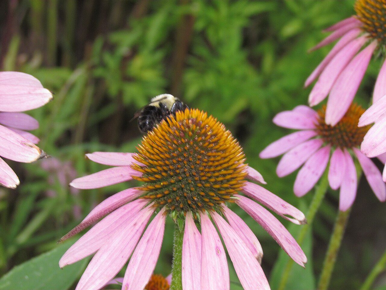 Echinacea purpurea