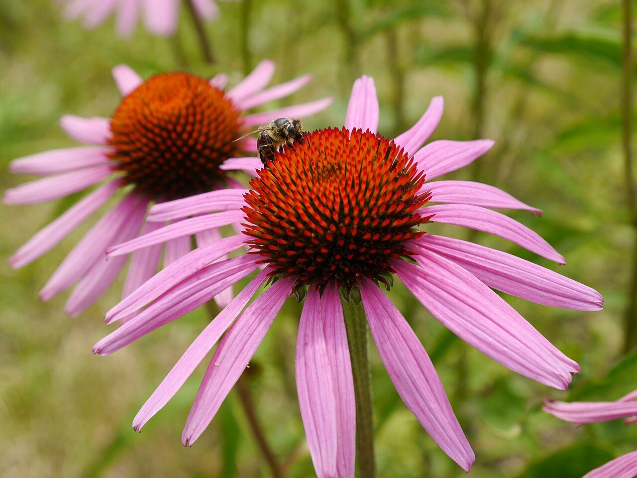 Echinacea purpurea 3