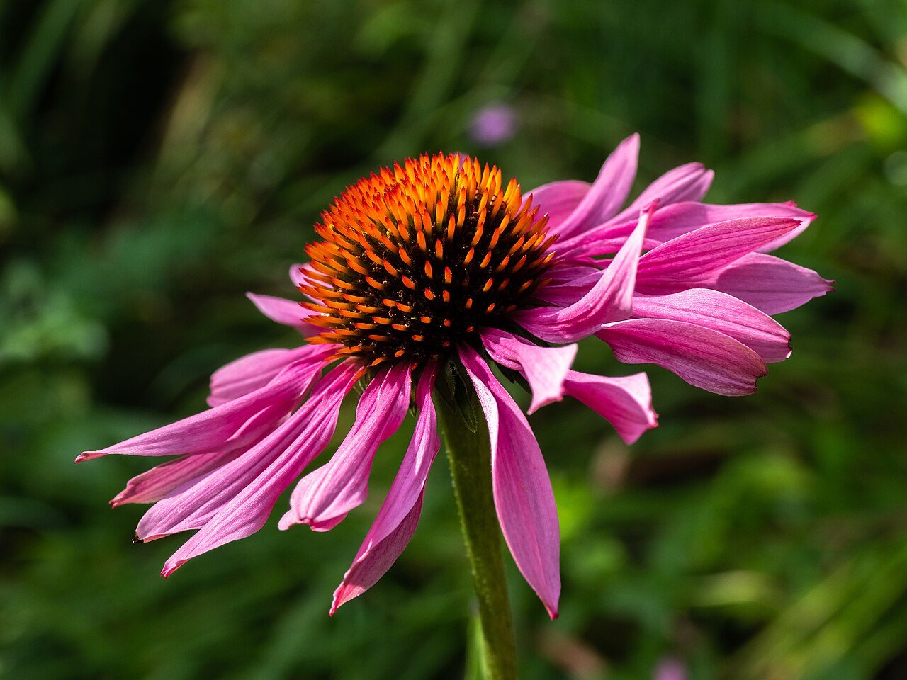Echinacea purpurea 4