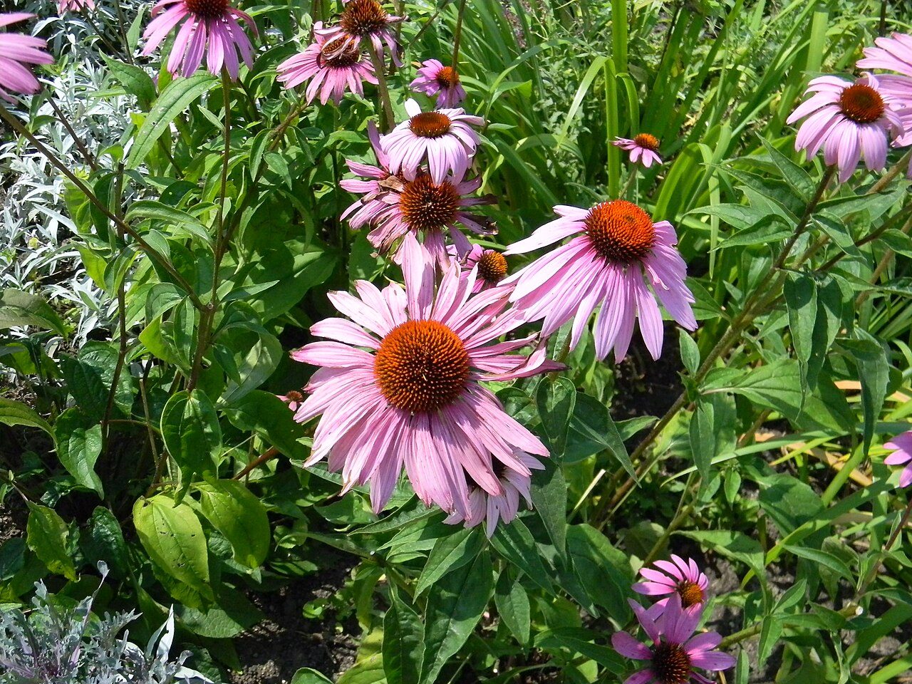 Echinacea purpurea 5