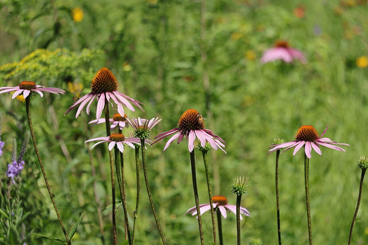 Echinacea purpurea 6