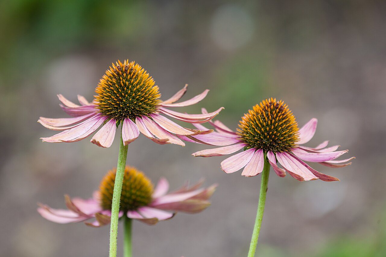 Echinacea purpurea 7