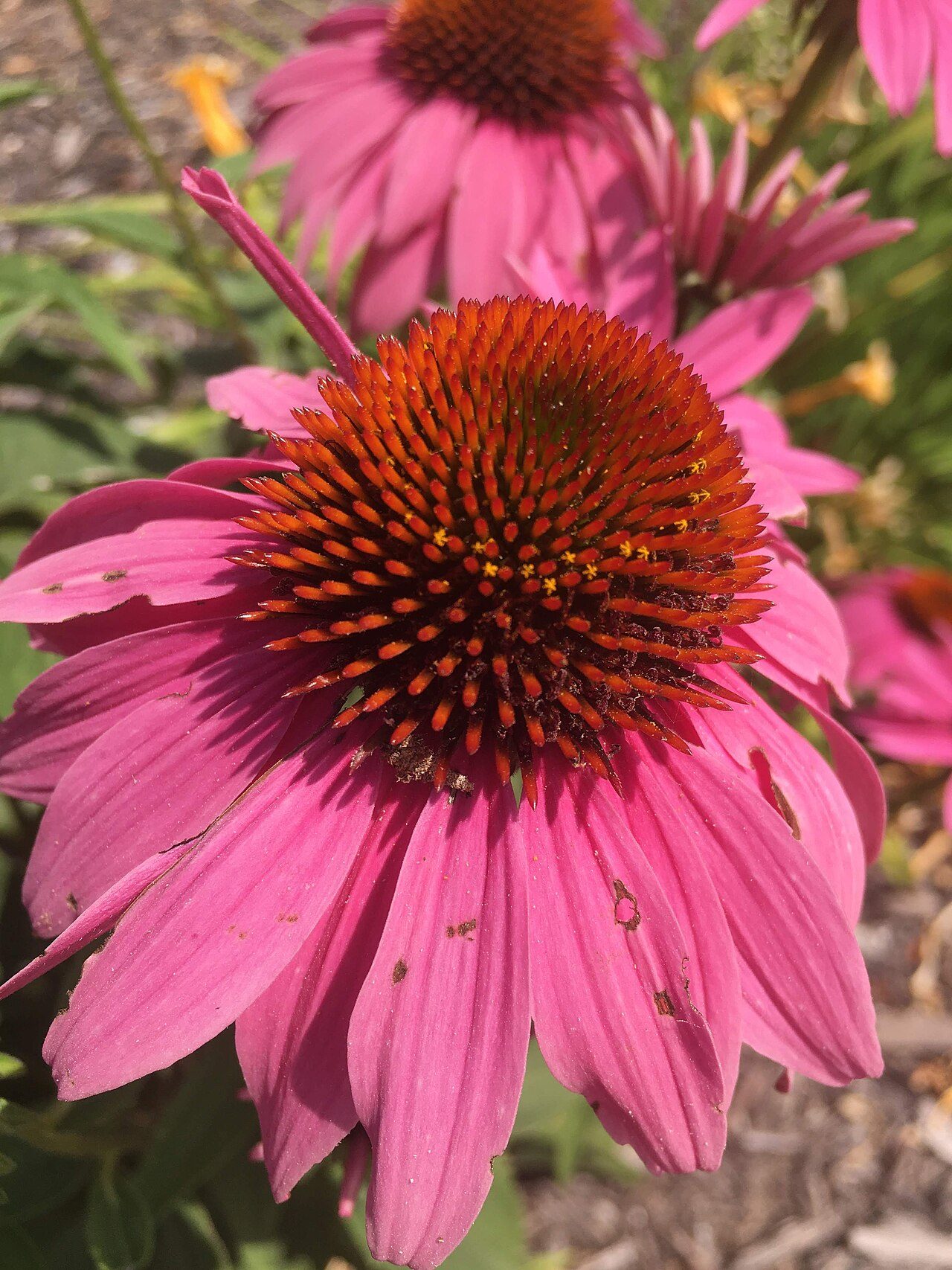 Echinacea purpurea 8