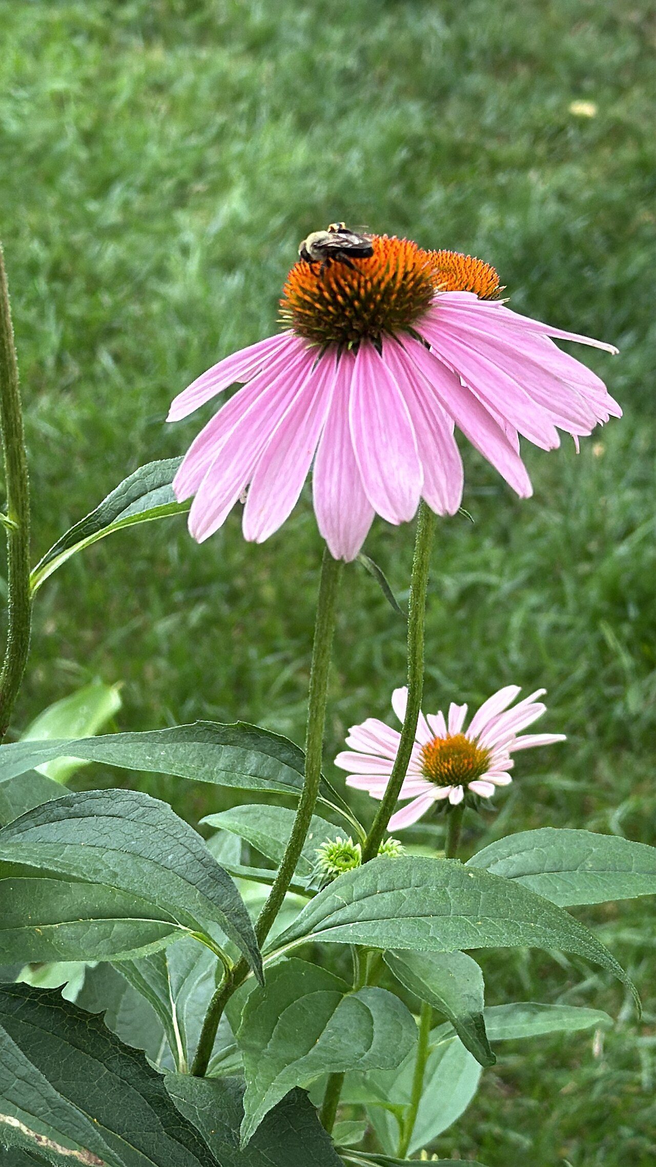 Echinacea purpurea 9