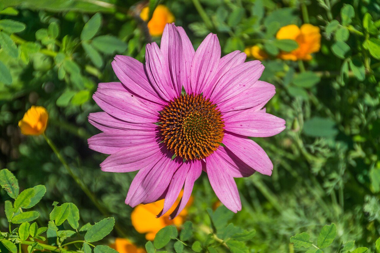 Echinacea purpurea 10
