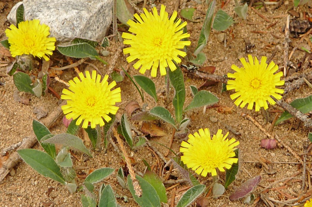 Vellosilla 3