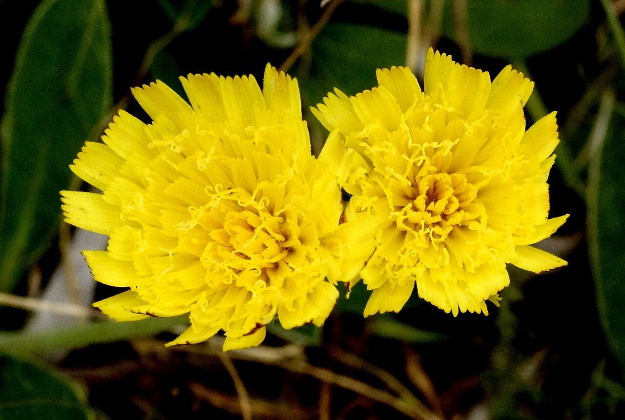 Vellosilla 2