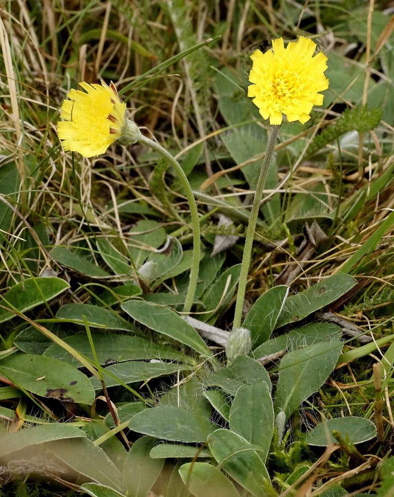 Vellosilla 5