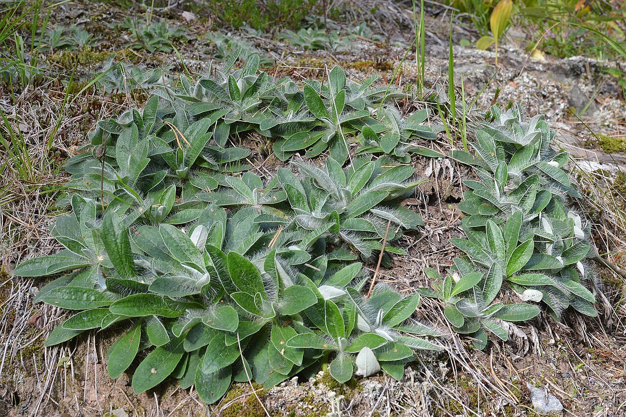 Vellosilla 6