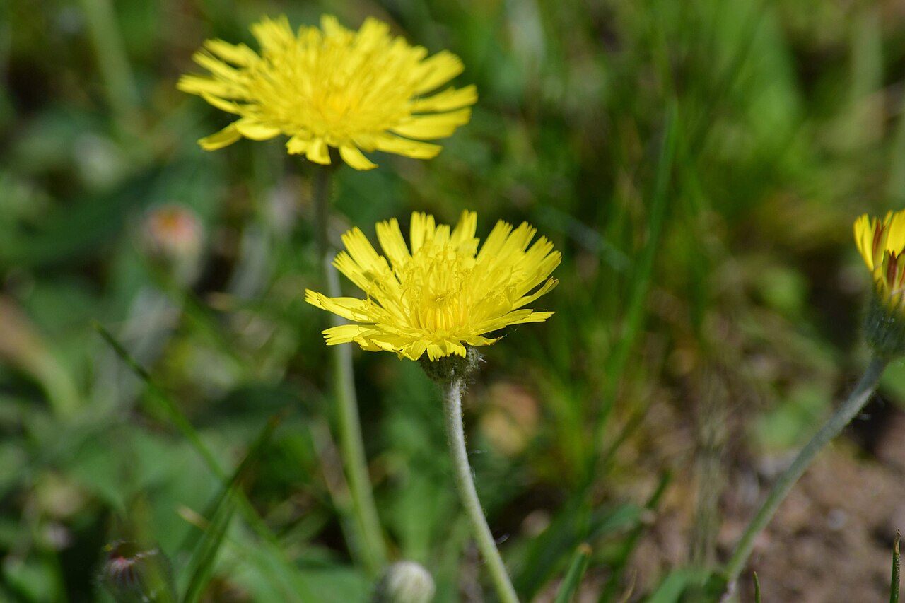 Vellosilla 7