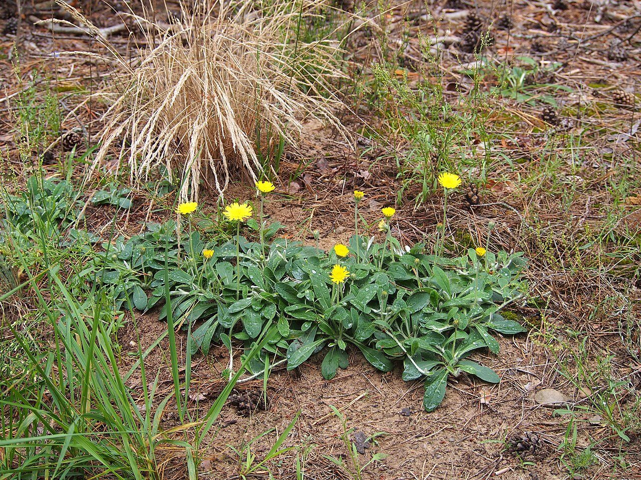 Vellosilla 8