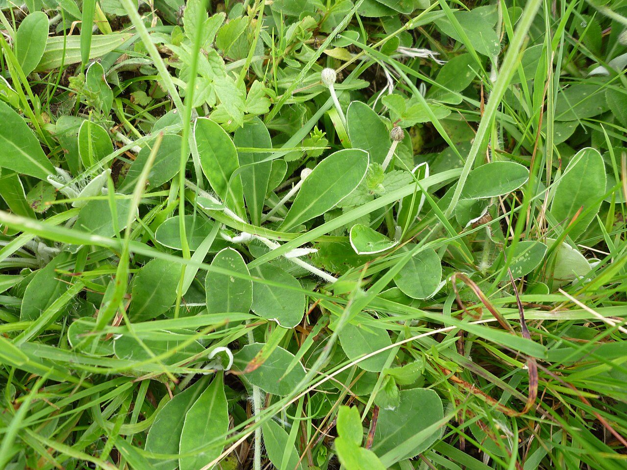 Vellosilla 10
