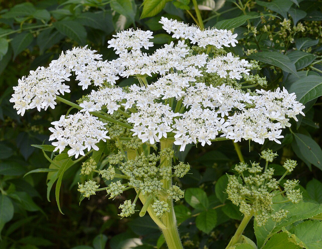Hogweed