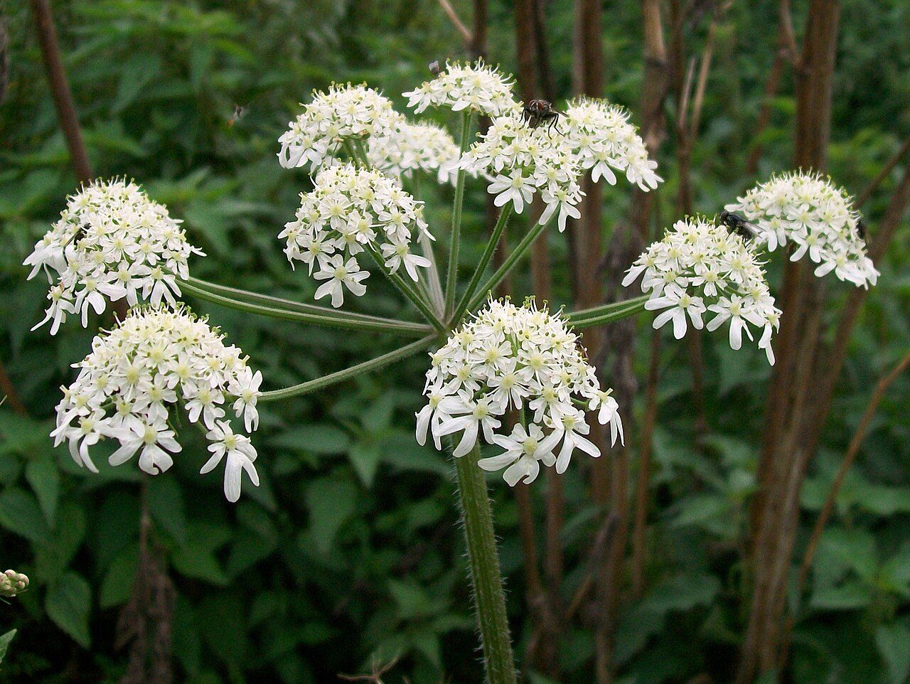 Hogweed 2