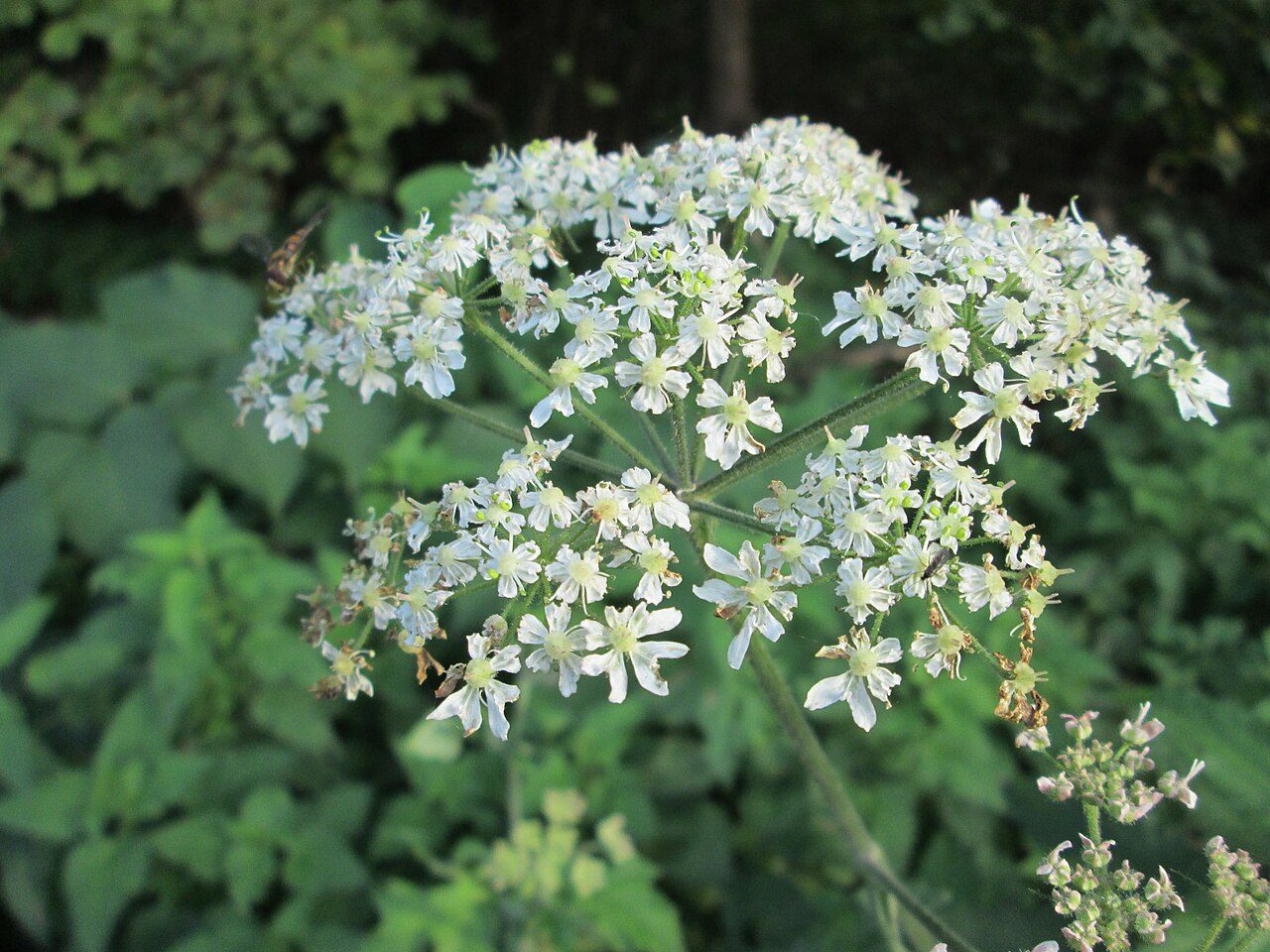 Hogweed 3