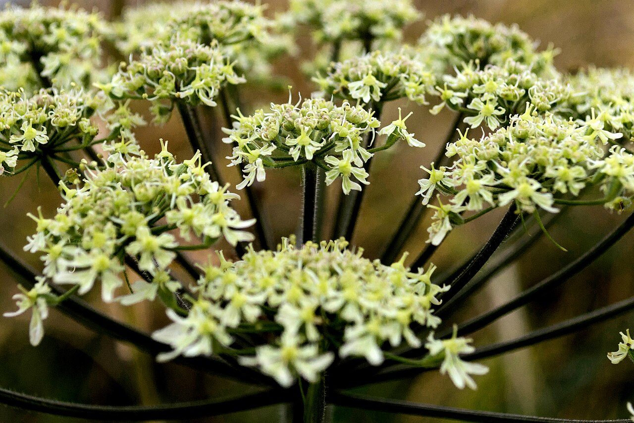 Hogweed 4