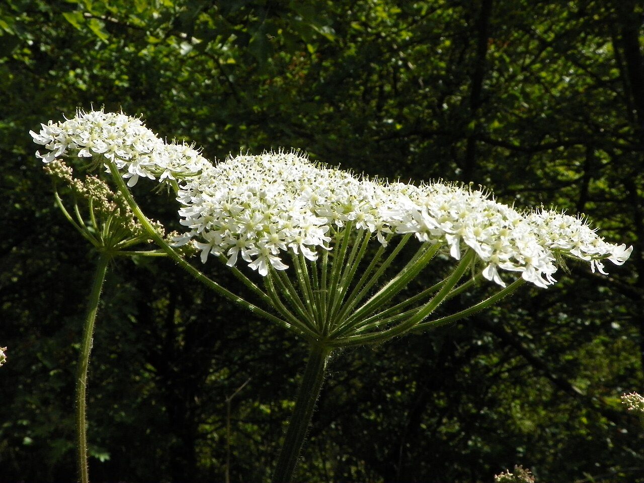 Hogweed 5