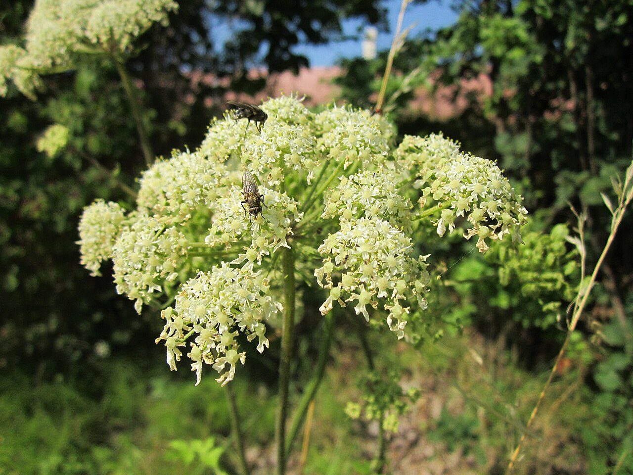 Hogweed 6