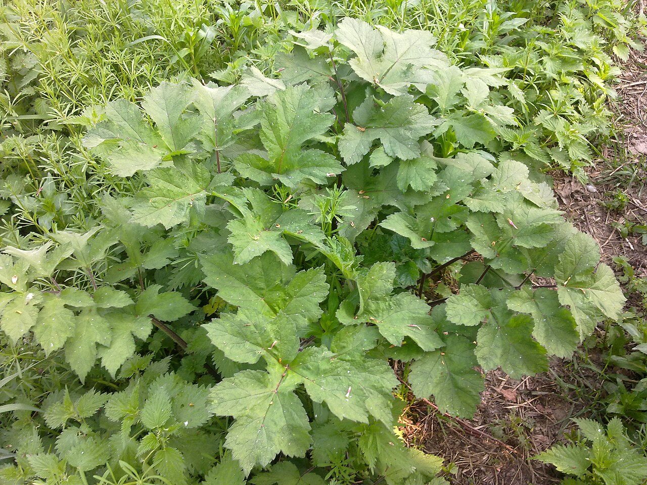 Hogweed 7