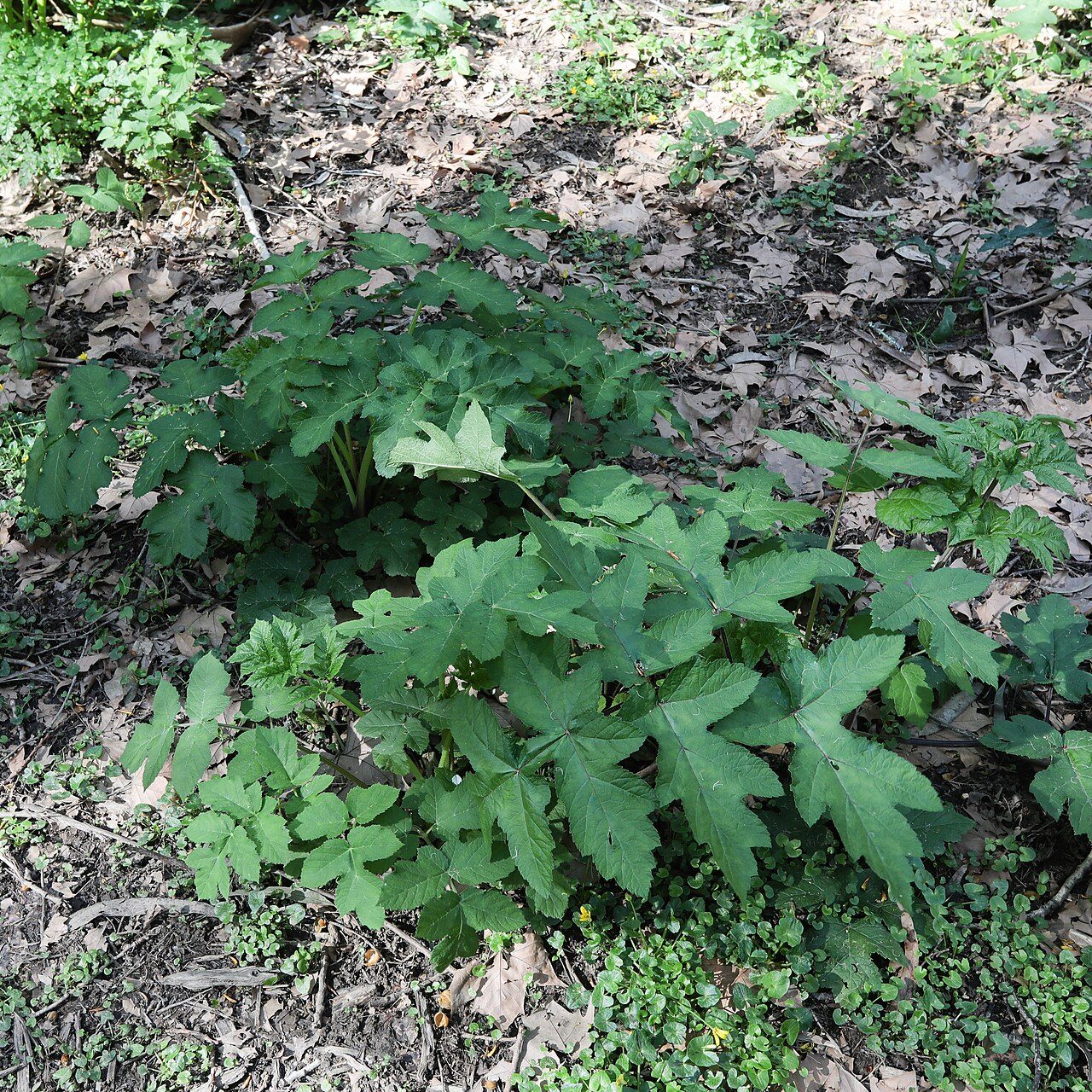 Hogweed 8