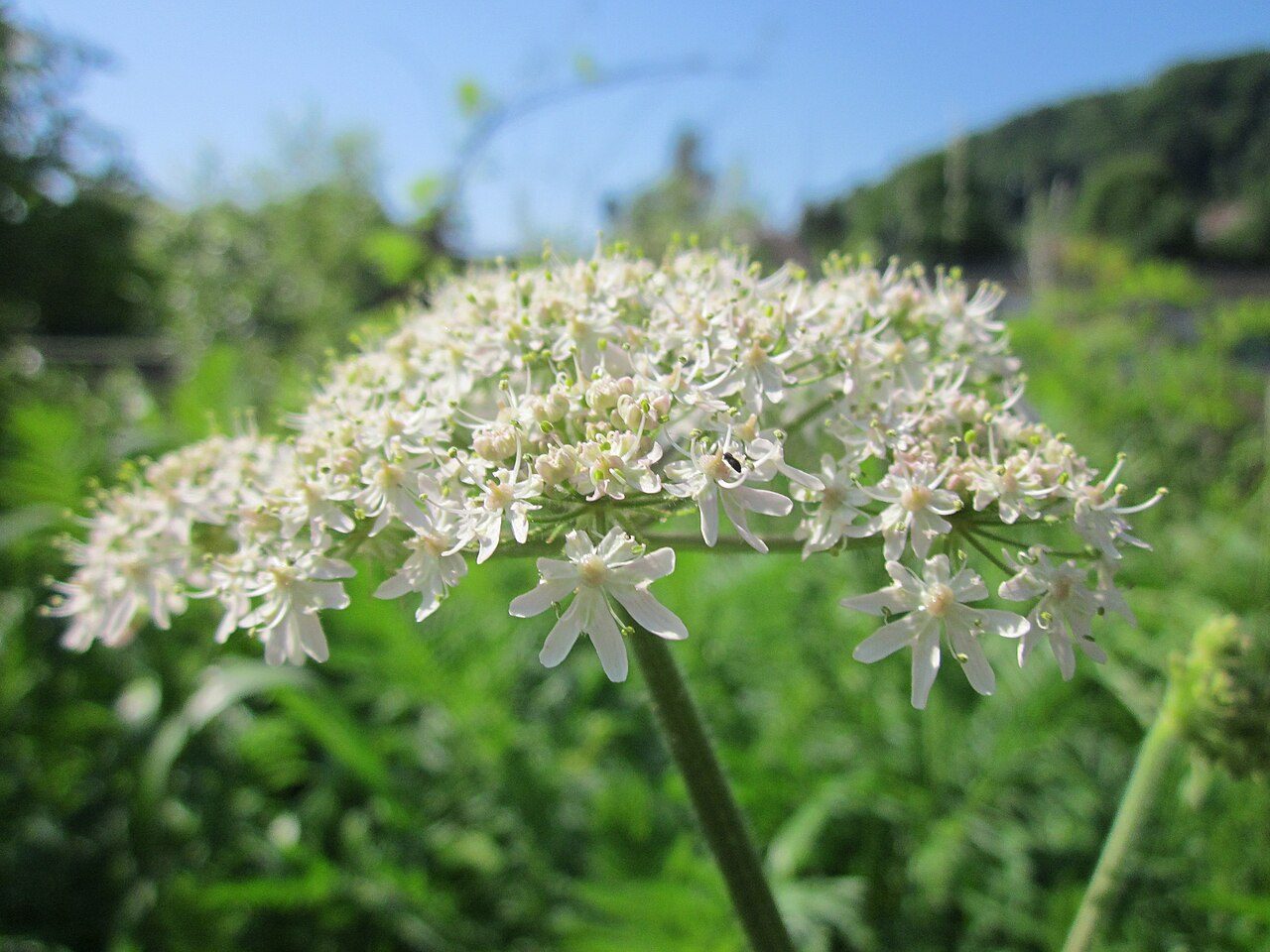 Hogweed 9
