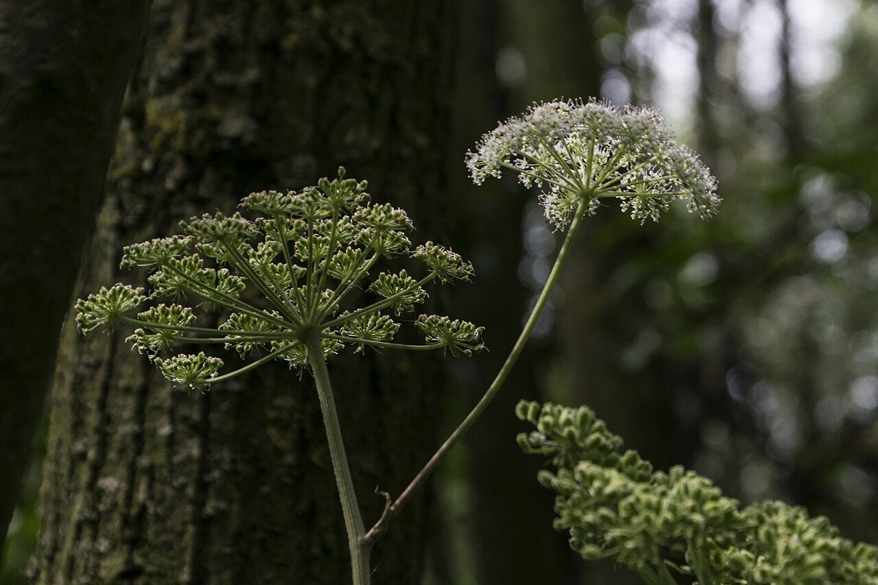 Hogweed 10