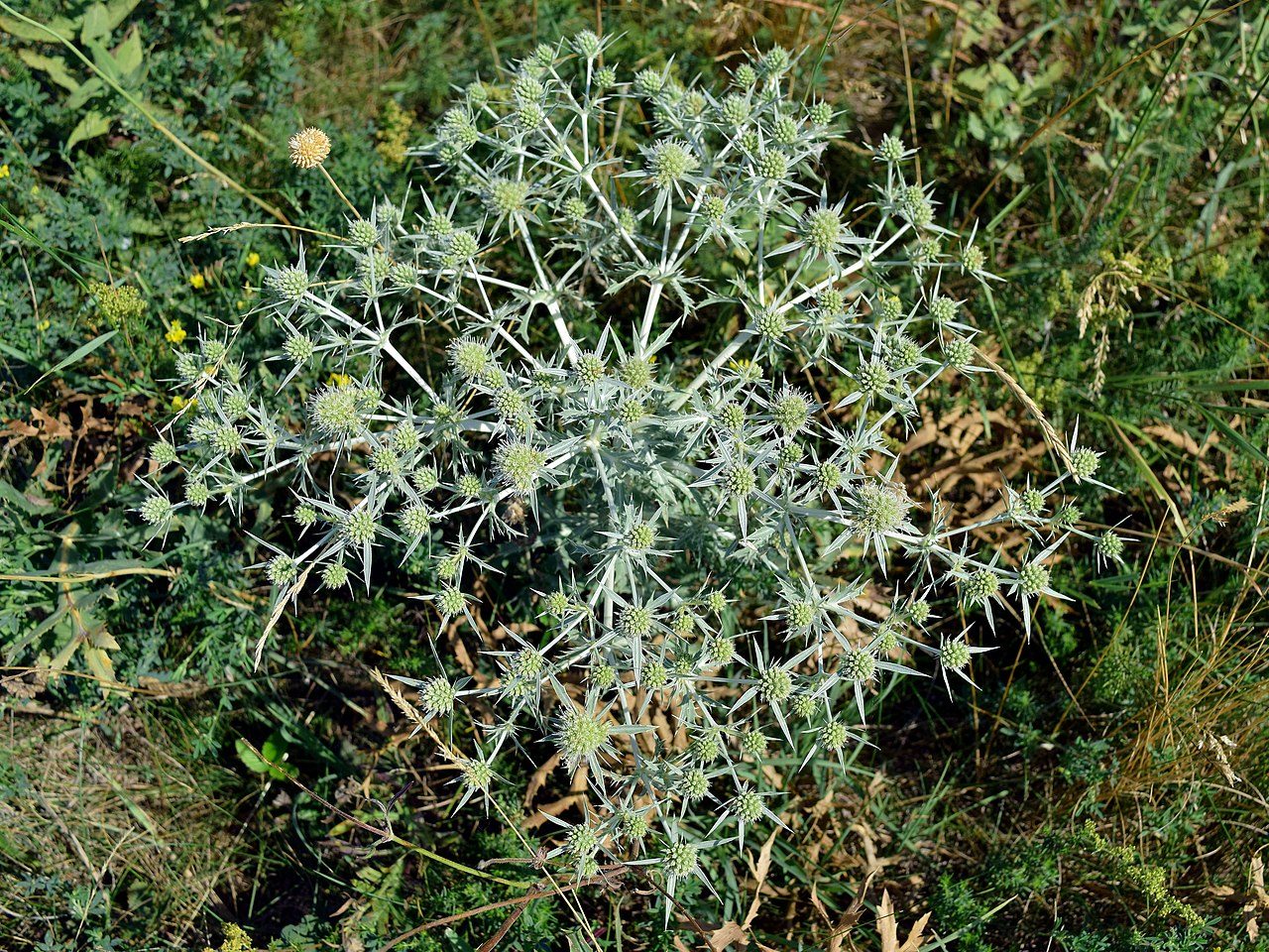 Feld-Mannstreu 4