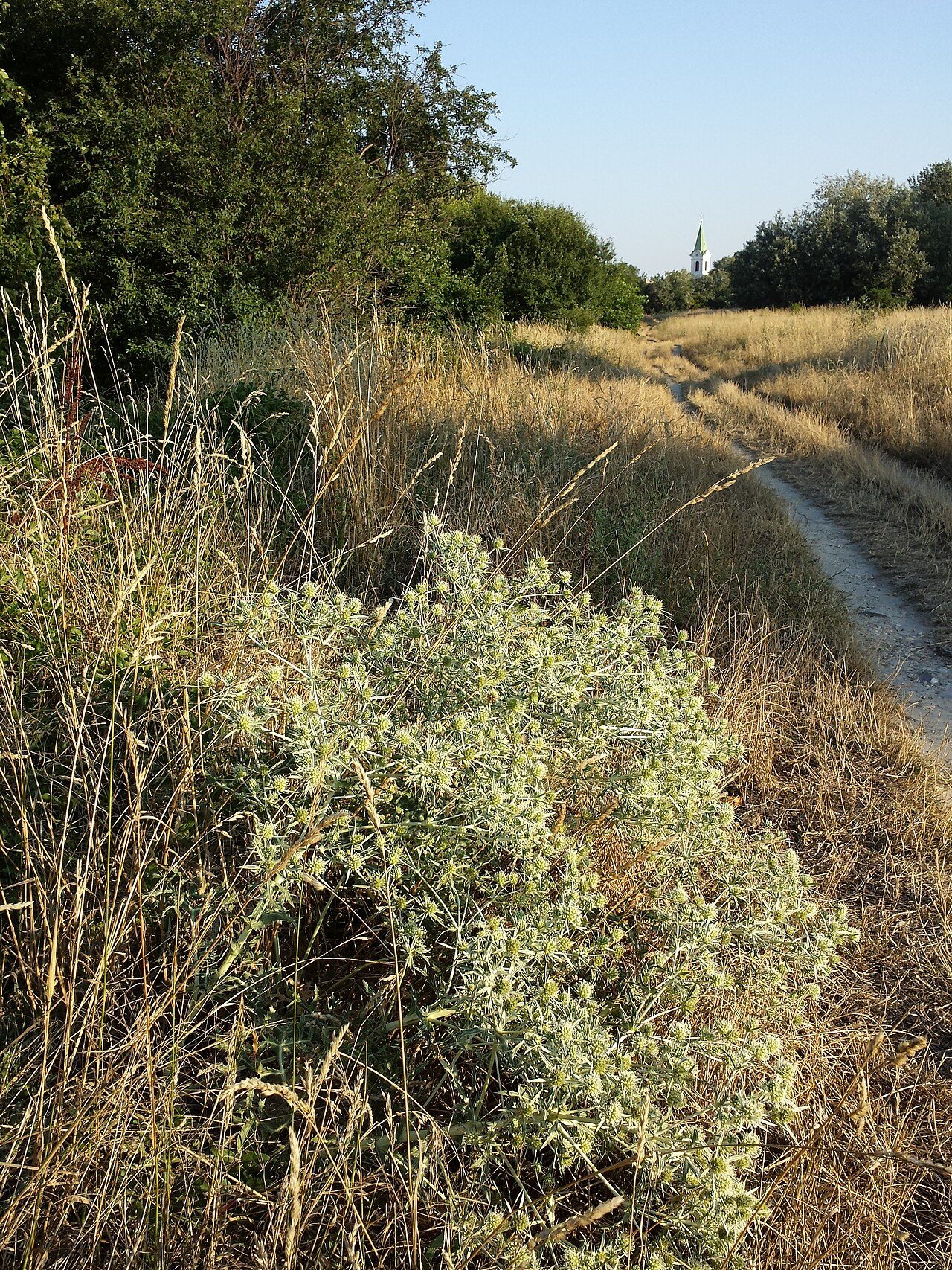 Feld-Mannstreu 10