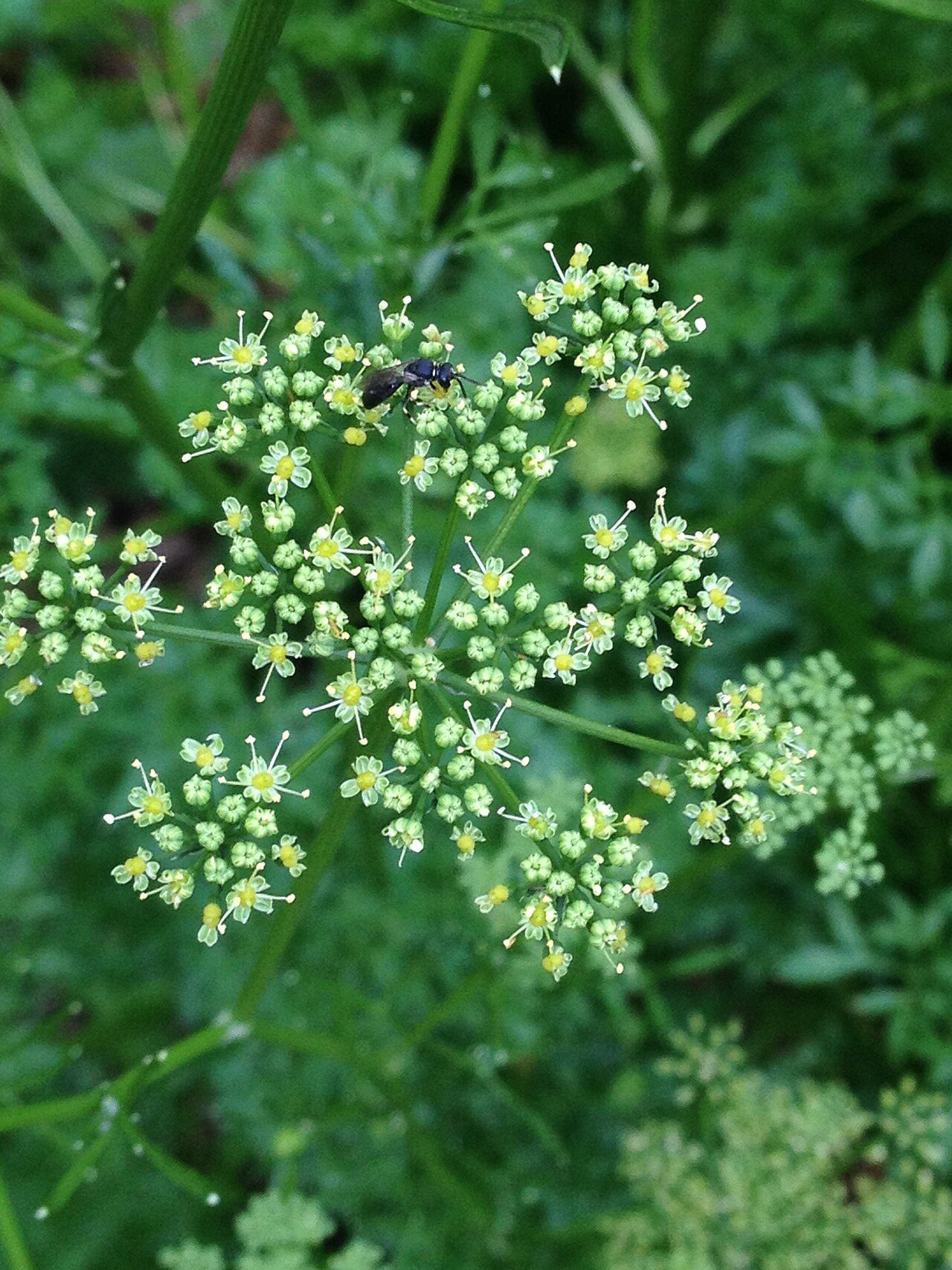 Parsley