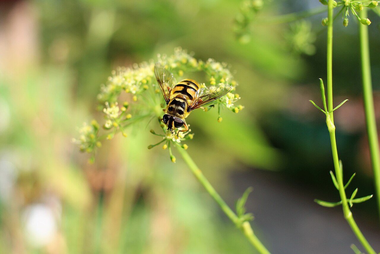 Parsley 2
