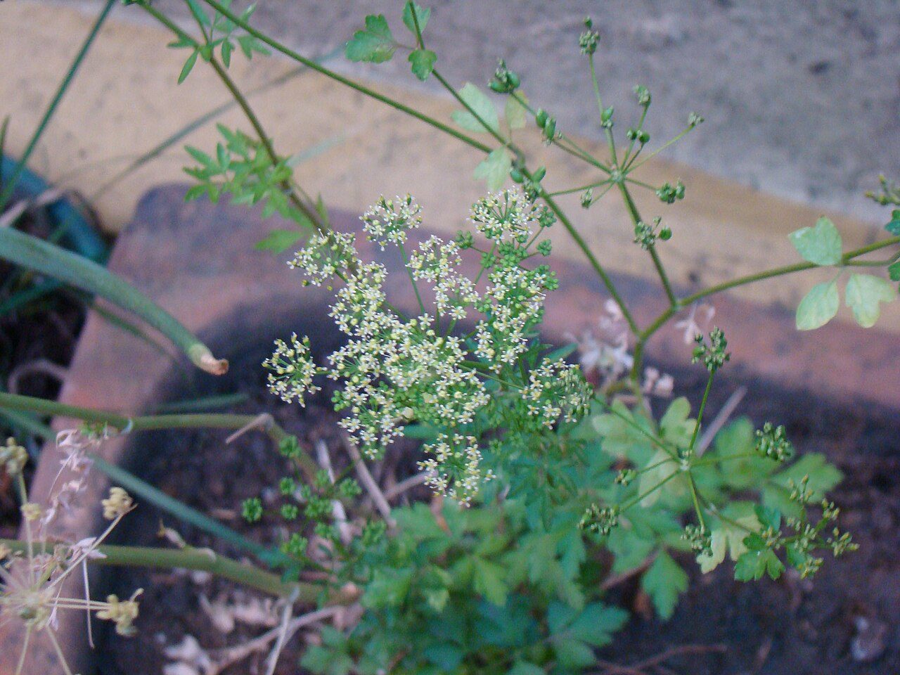 Parsley 3