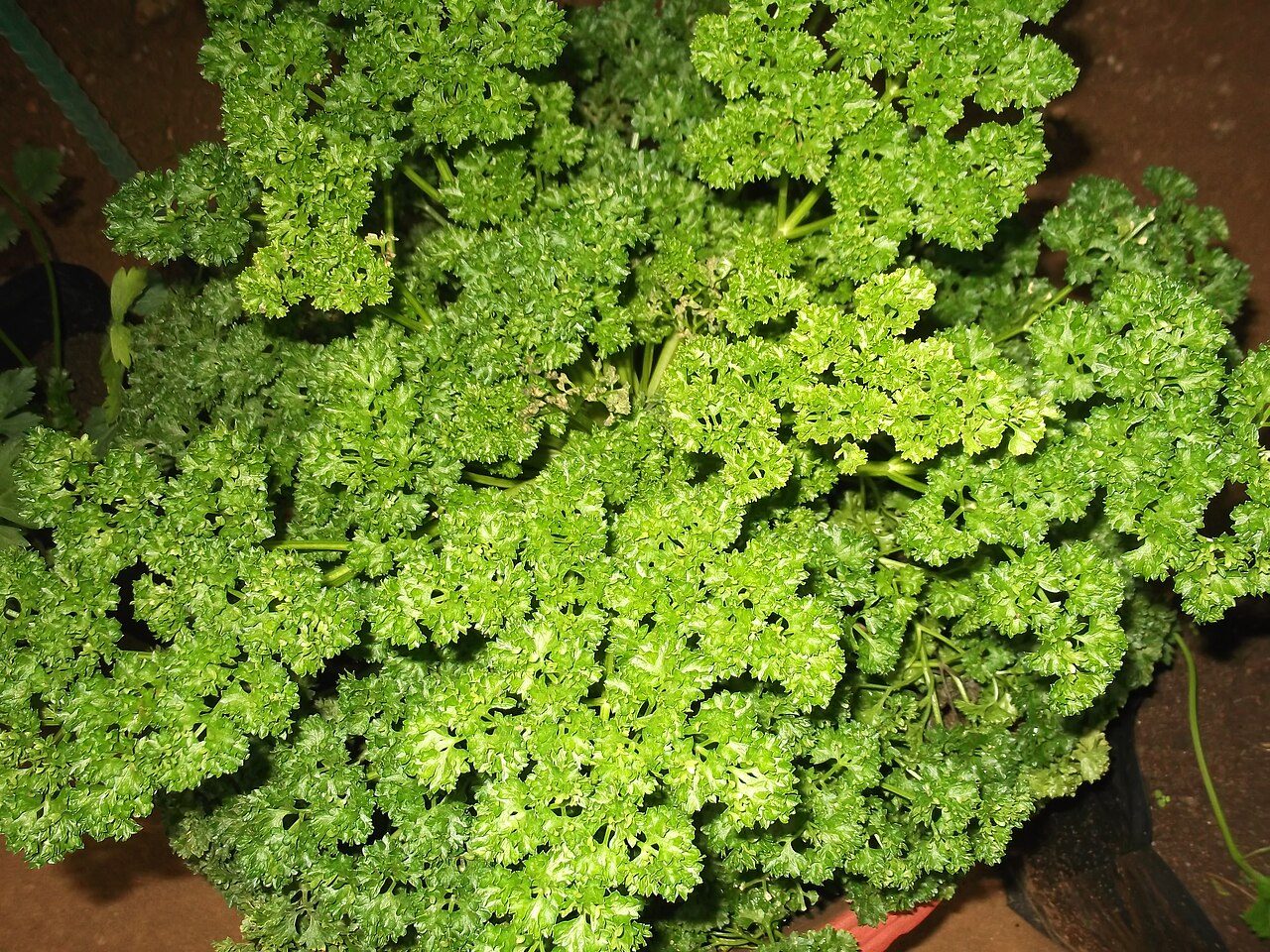 Parsley 4