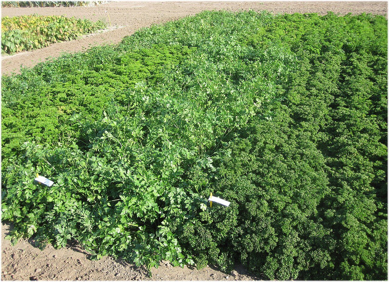 Parsley 5