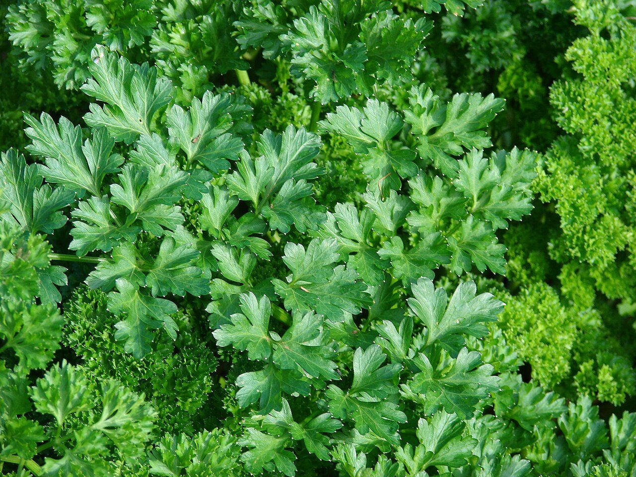 Parsley 6