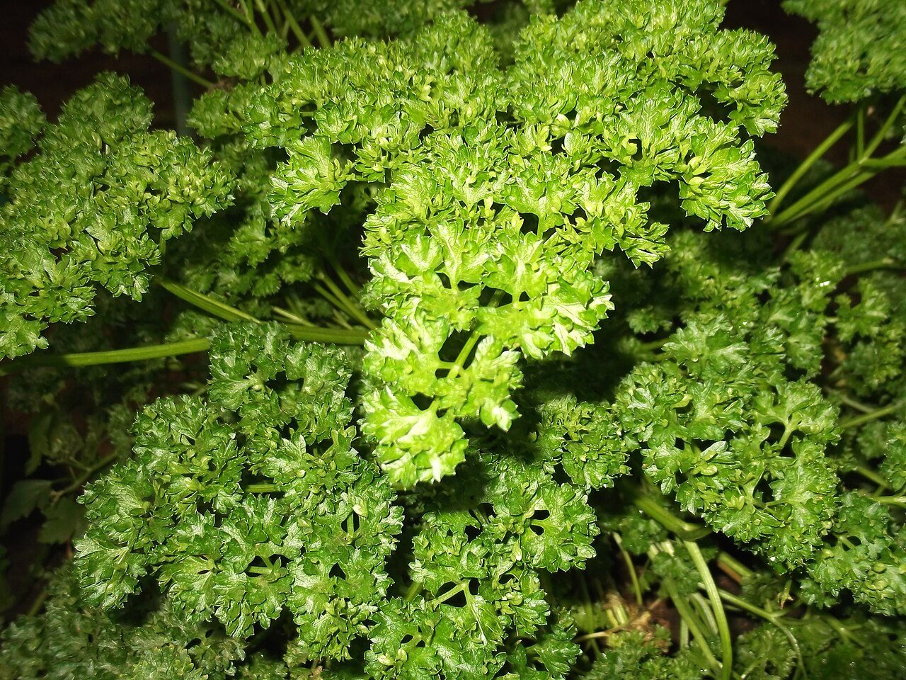 Parsley 7