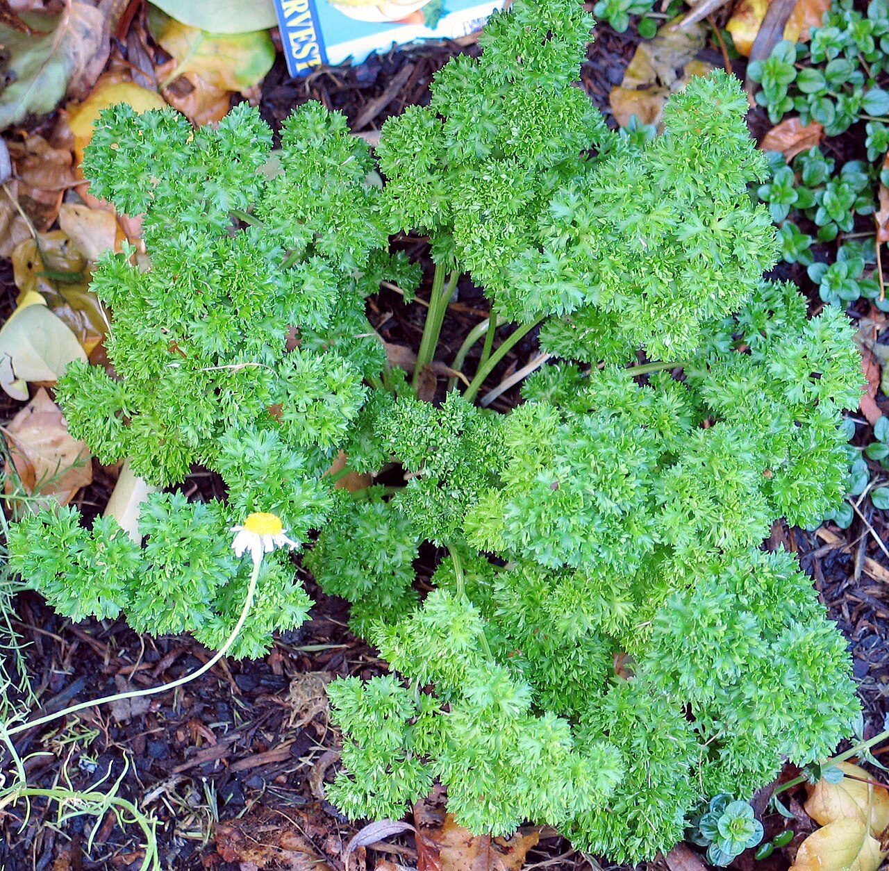 Parsley 8