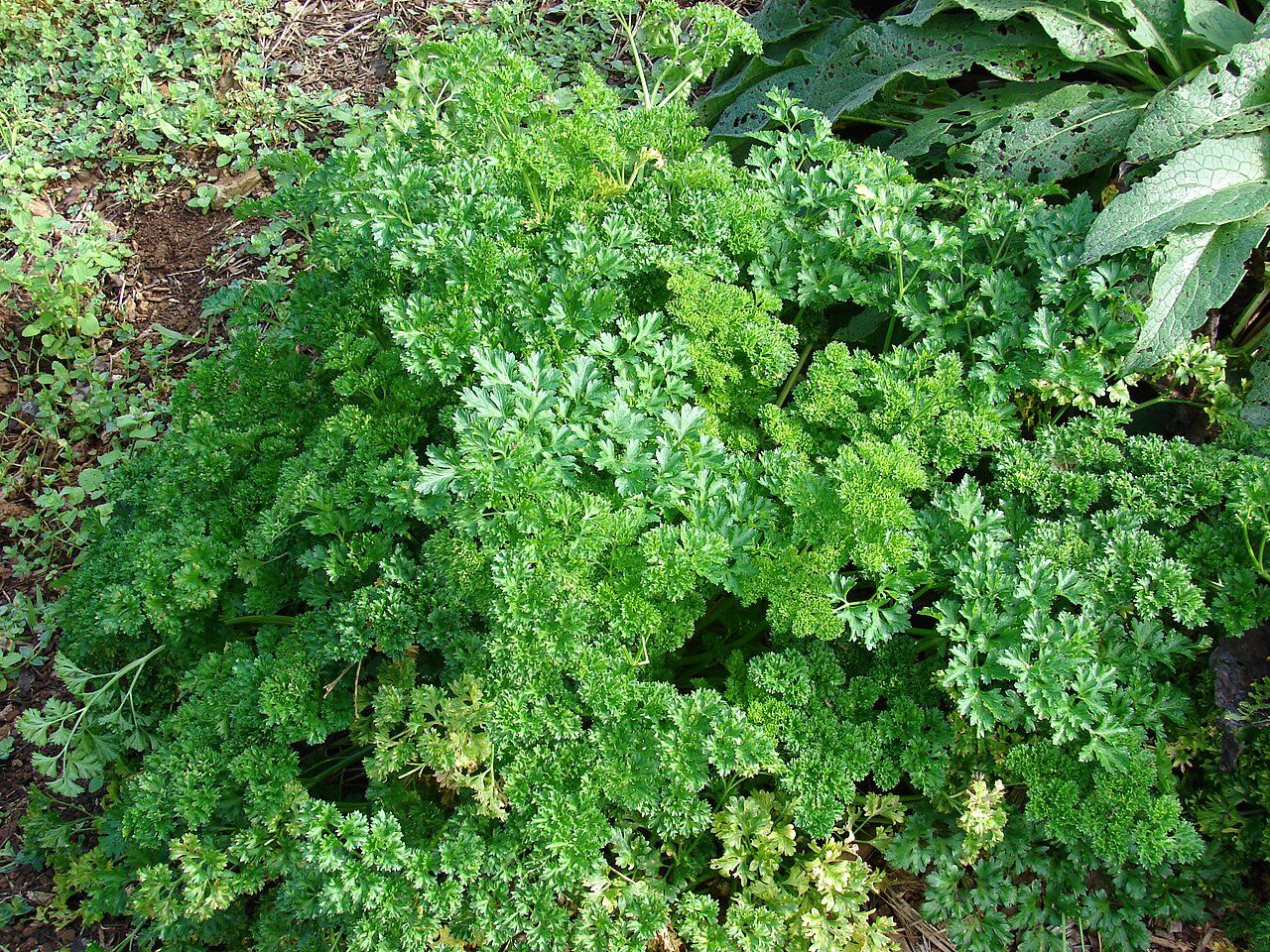 Parsley 9