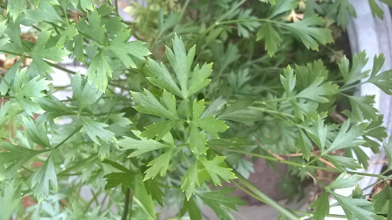 Parsley 10