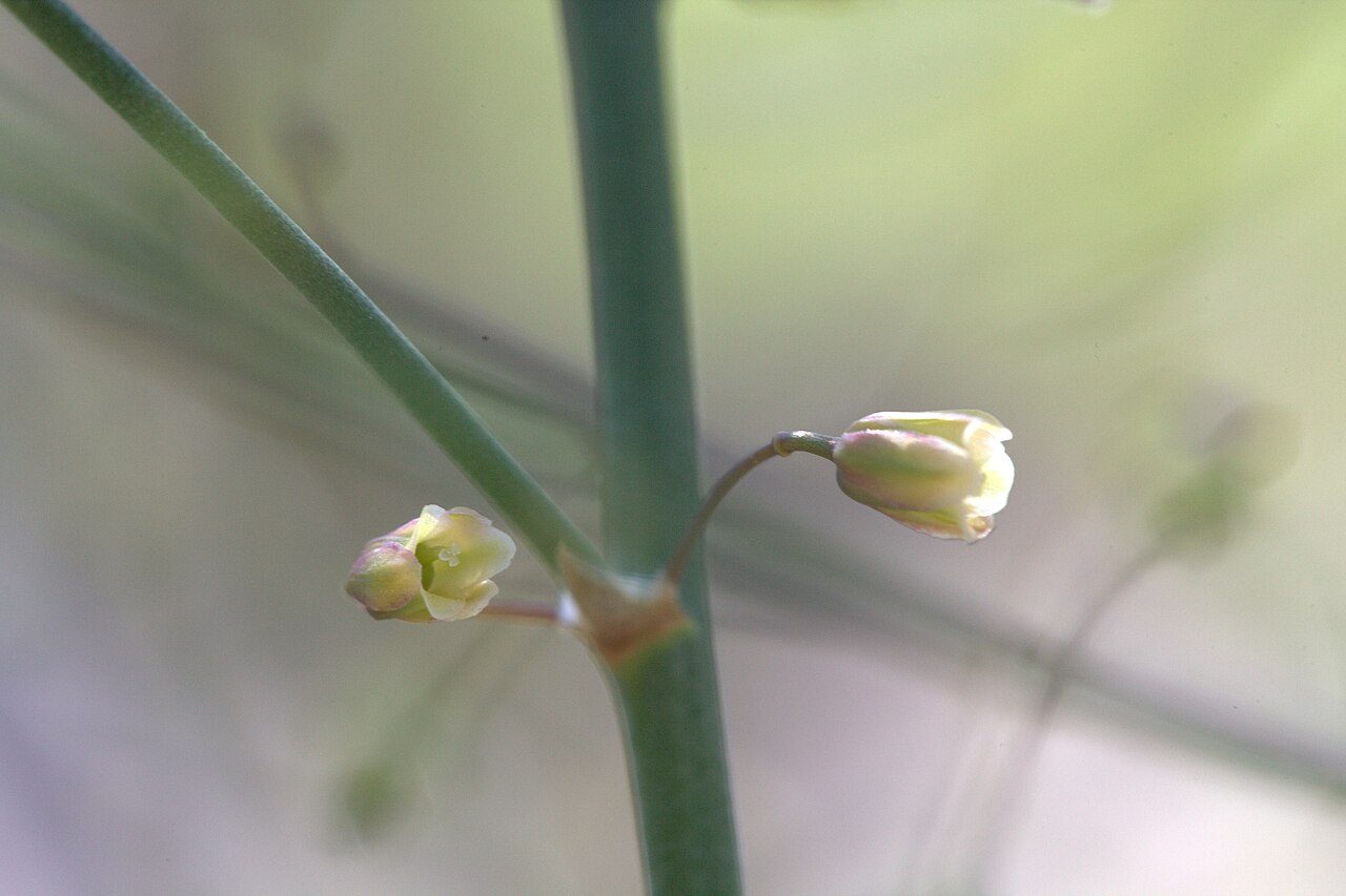 Asperge